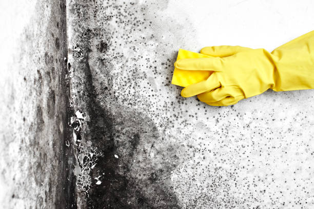 Mold Testing and Removal in Williams Bay, WI